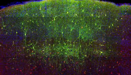 Kommunikation im Gehirn