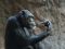 WEil sich Menschenaffen wie dieser Schimpanse nur ungern in einen Computertomographen begeben, arbeiten die Forscher mit Verhaltensstudien, um die geistigen Fähigkeiten der Tiere zu ergründen. © Ulrich Pontes