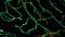 Eingefärbte Mikrogefäße der Maus unter dem Fluoreszenzmikroskop (grün: Gefäßendothel, rot: Zellkerne)