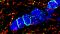 Die Fluoreszenzaufnahme zeigt die Kolokalisation von Kir4.1-Kanälen (türkis) auf Oligodendrozyten (blau) und Kv7-Kanälen (gelb) auf Axonen von Nervenzellen. Die Kv7-Kanäle sind dabei von spezifischen Abschnitten der Axone umrandet (rot).