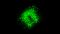 3D-Darstellung von POMC-Neuronen im Hypothalamus