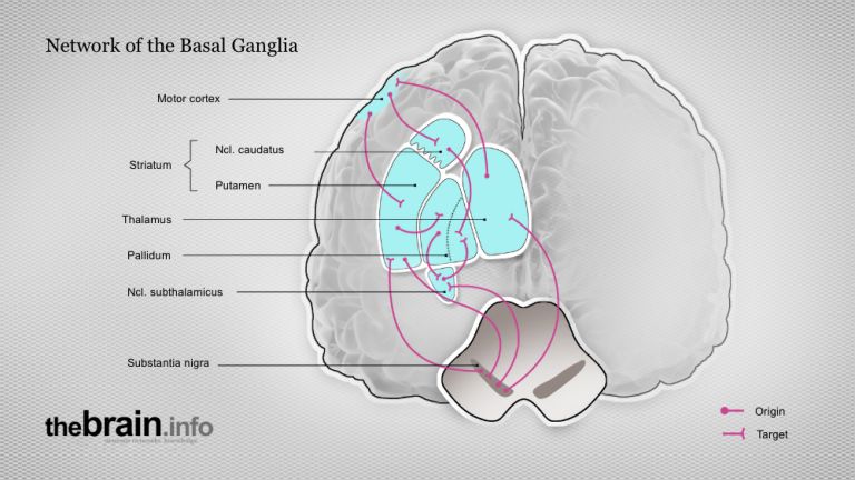 Network of the Basal Ganglia