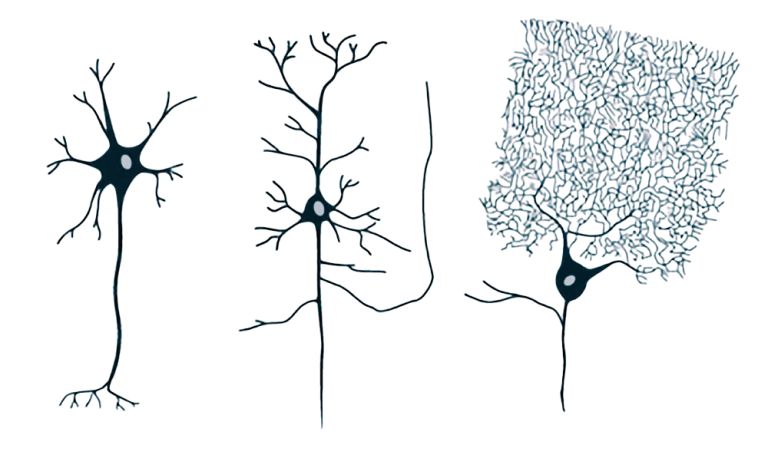 0.2.20.g Neuronentypen.jpg