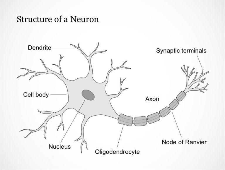 Structure of a Neuron