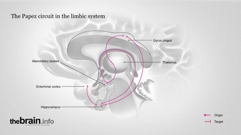 The Papez Circuit in the Limbic System