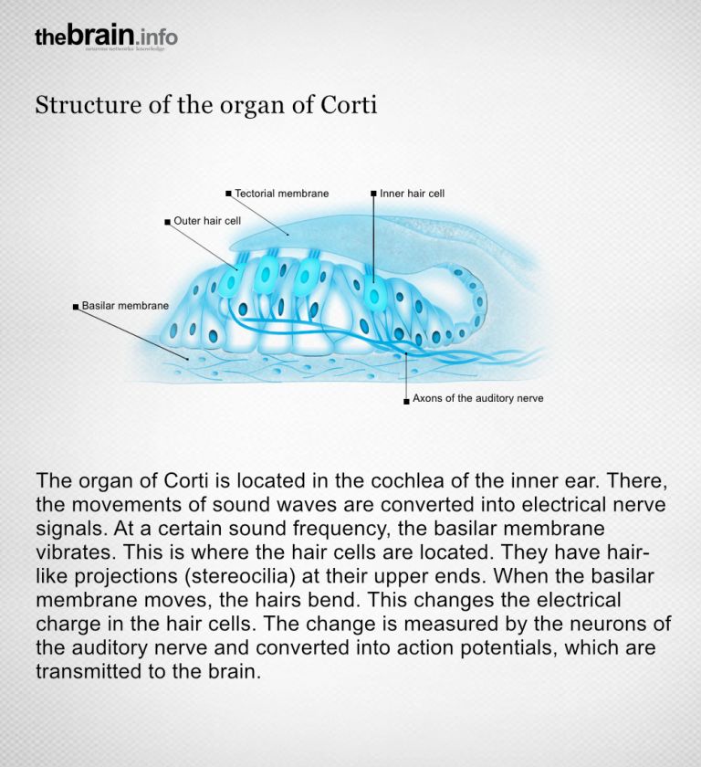 Structure of the Organ of Corti