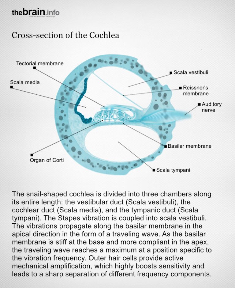 Hearing: The Cochlea