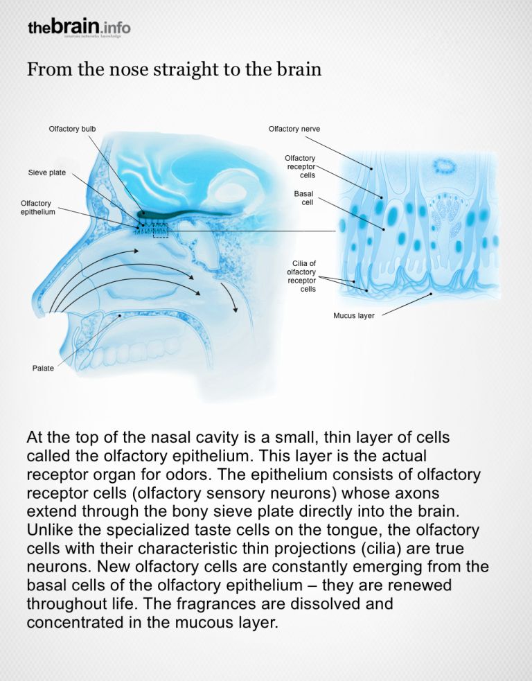Olfactory receptor cells