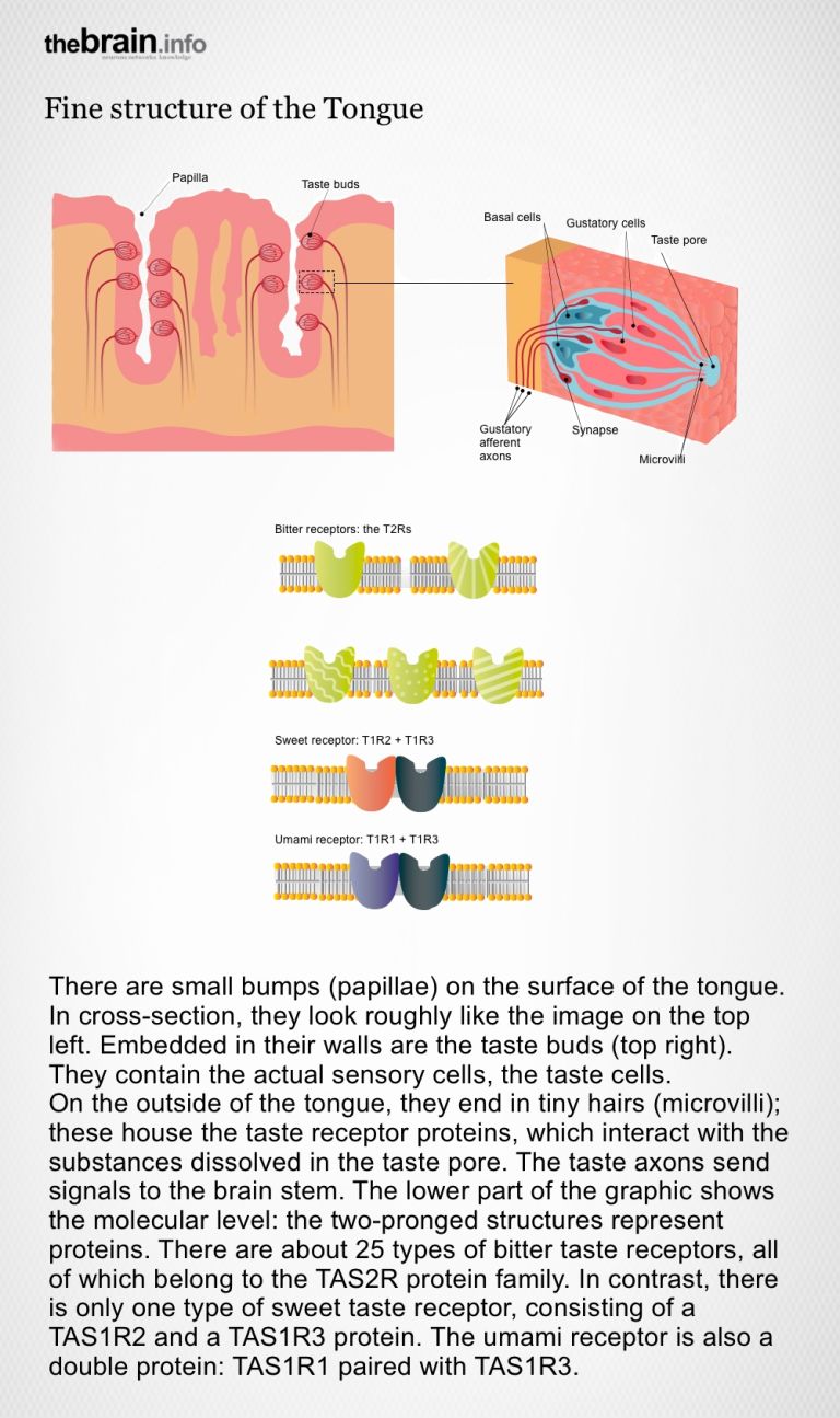 The fine structure of the tongue
