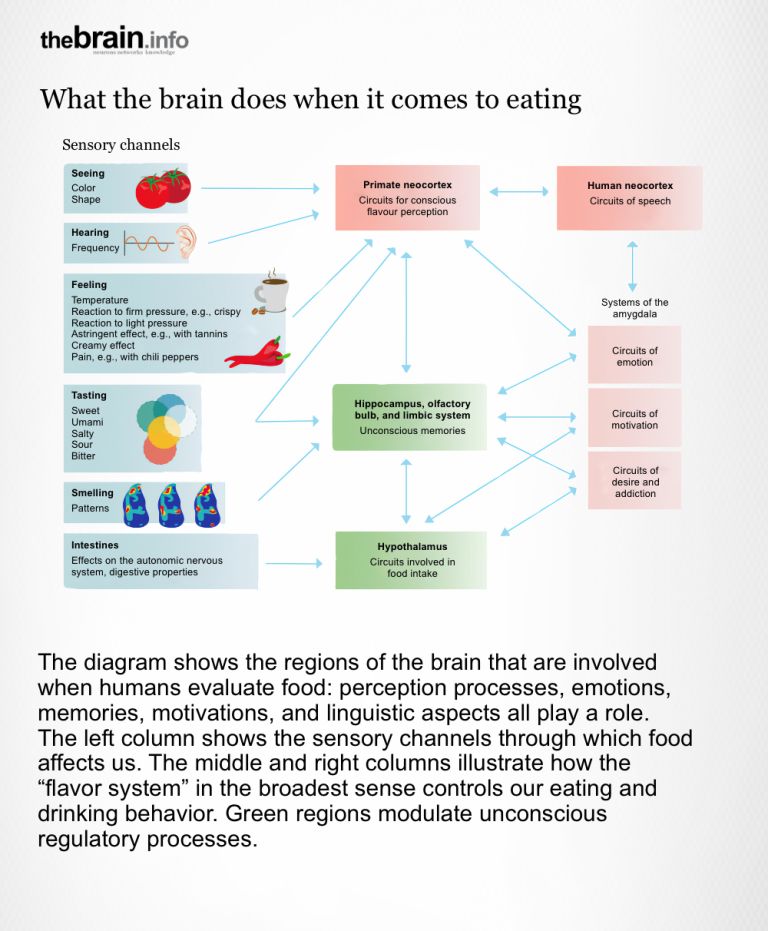 Processing of stimuli while eating