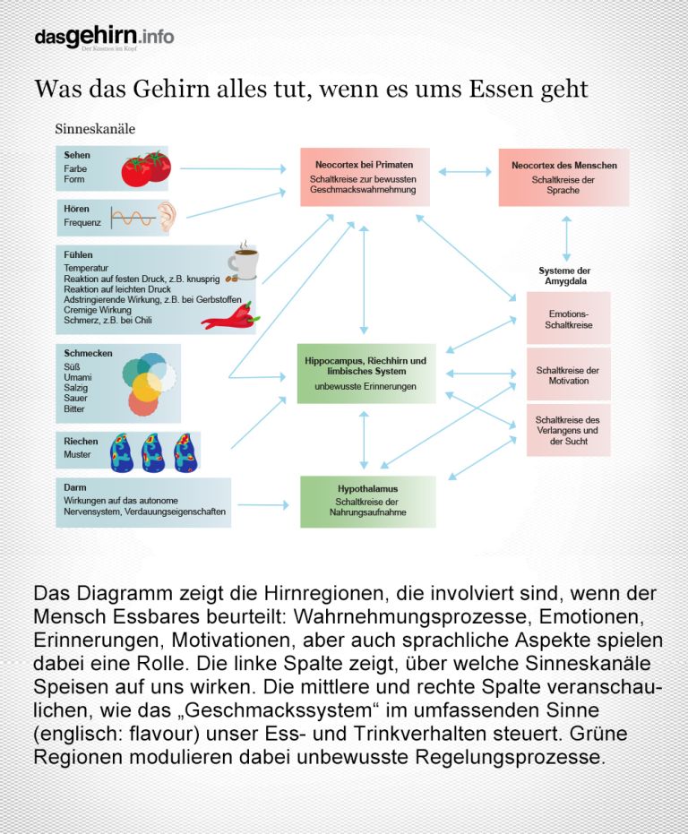 Die Grafik erläutert, wie sich der Neurowissenschaftler Gordon M. Shepherd das komplexe Geschmackserleben des Menschen vorstellt. Grafikerin: Meike Ufer [nach Gordon M. Shepherd, Nature 2006]