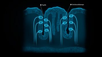 Über die Zunge verteilt sind so genannte Geschmackspapillen, welche die Geschmacksknospen beherbergen. In diesen befinden sich bis zu 150 Rezeptorzellen für alle fünf gustatorischen Qualitäten: süß, sauer, salzig, bitter und umami. Grafik: 3deluxe