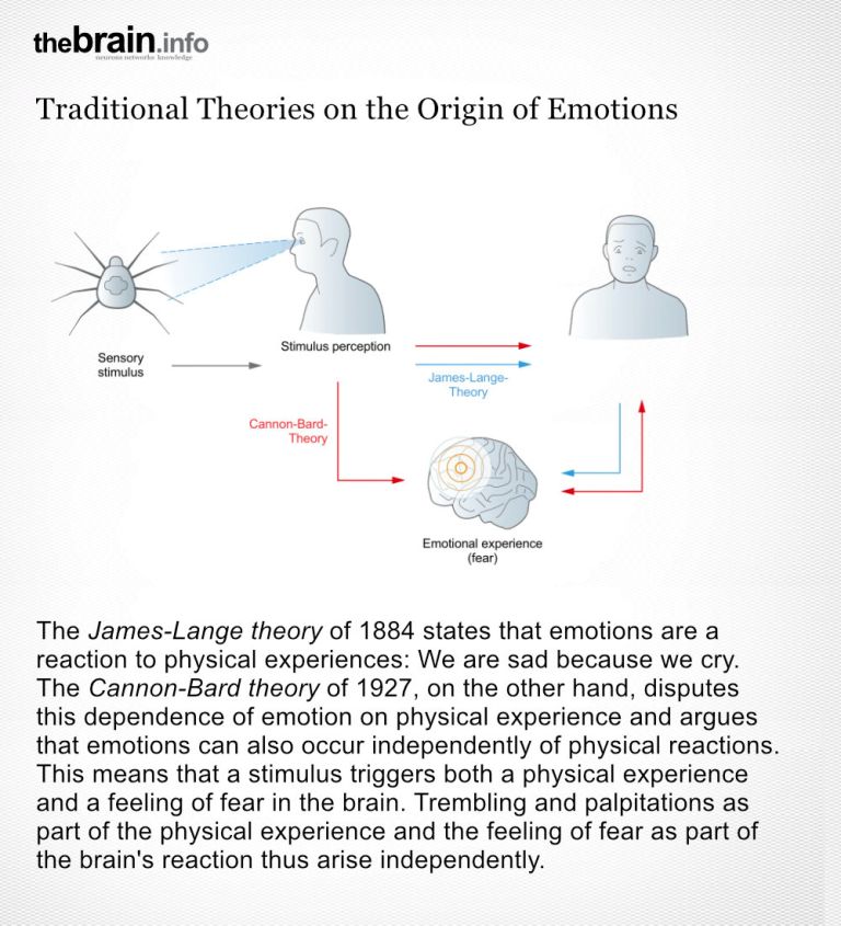The James-Lange theory and the Cannon-Bard hypothesis assume different ways in which emotions arise.