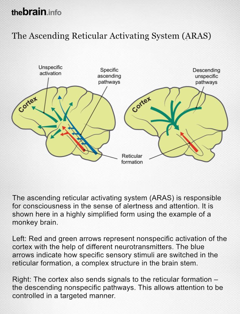 Processing of conscious perceptions in the cortex, reticular formation, and thalamus