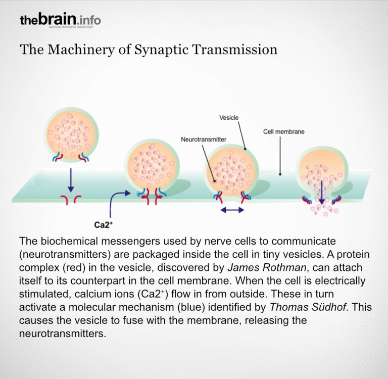 The behavior of vesicles (container bubbles) in cells is the specialty of the 2013 Nobel Prize winners in medicine. Thomas Südhof discovered how calcium ions control the release of neurotransmitters. Graphic: Meike Ufer [based on information from the Nobel Committee, Mattias Karlén]