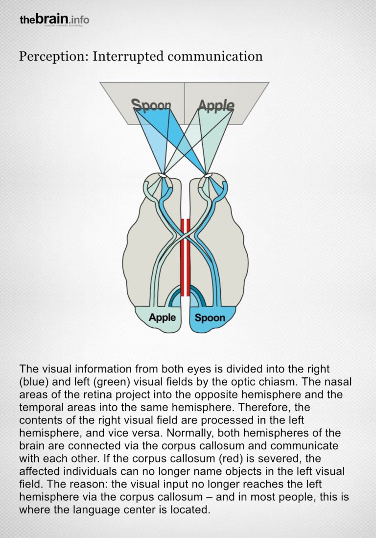 Cross-hemispheric processing of visual information