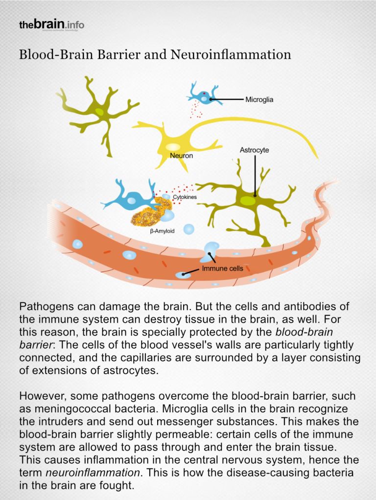 5.8.21.g Neuroinflamation e Teaser.jpg