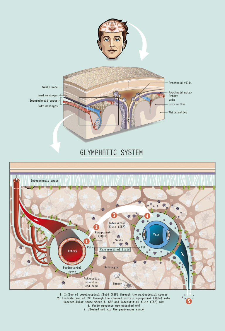 Structure and Function of the Glymphatic System