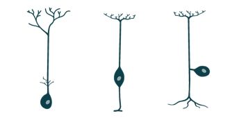 Je nach Anzahl der Fortsätze werden Neurone in unterschiedliche Typen eingeteilt. Hier sieht man ein unipolares Neuron eines Wirbellosen (links), eine bipolare Zelle aus der Retina (mittig) und eine pseudounipolare Nervenzelle des Spinalganglions, das dem Rückenmark Informationen zuträgt. © Niklas Hippel 