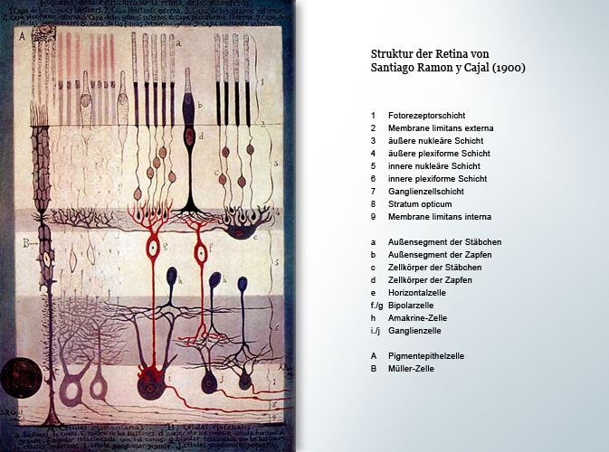 Zeichnung der Retina. © Santiago Ramon y Cajal, 1900.