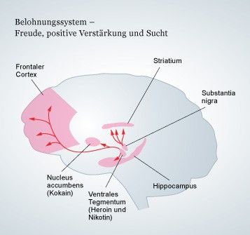 Der Nucleus accumbens ist der Sitz des menschlichen Belohnungssystems, das auch bei Süchten eine Rolle spielt, weil Drogen in die Mechanismen des Belohnungssystems eingreifen.