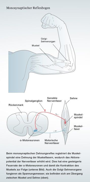 Beim monosynaptischen Dehnungsreflex wird die Kontraktion des Muskels durch Dehnungsrezeptoren in der Muskelfaser selbst ausgelöst. Grafiker: Kay Hoffmann