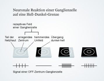 Zieht ein Lichtstrahl über eine OFF-Zentrum-Ganglienzelle, ändert sich die Feuerrate auf charakteristische Weise. Nach: Mark F. Bear et al. Neurowissenschaften, 3. Auflage. Grafikerin: Dana Zymalkowski.