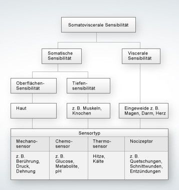 Das somatosensorische System hat unterschiedliche Wahrnehmungsqualitäten mit entsprechenden Rezeptortypen, die auf die jeweiligen Reize reagieren. Grafiker: Kay Hoffmann.