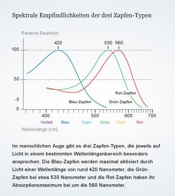 Rot, blau und grün: Die drei Zapfentypen des menschlichen Auges sprechen auf unterschiedliche Wellenlängen des Lichtes an und sorgen so für unsere Farbwahrnehmung. Nach: Mark F. Bear et al. Neurowissenschaften, 3. Auflage. Grafikerin: Dana Zymalkowski