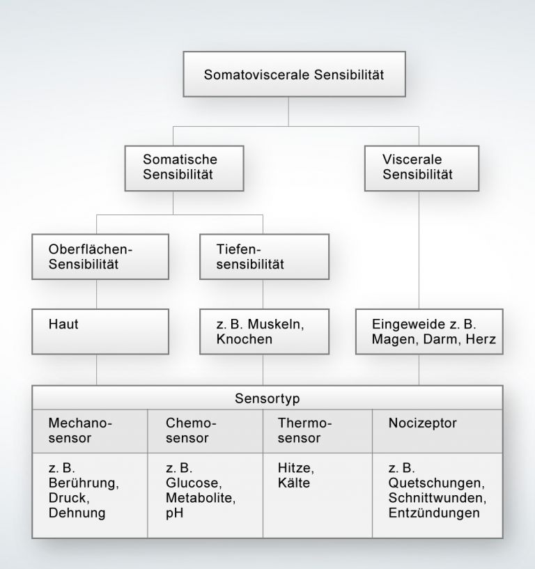 Schematischer Überblick über das somatosensorische System