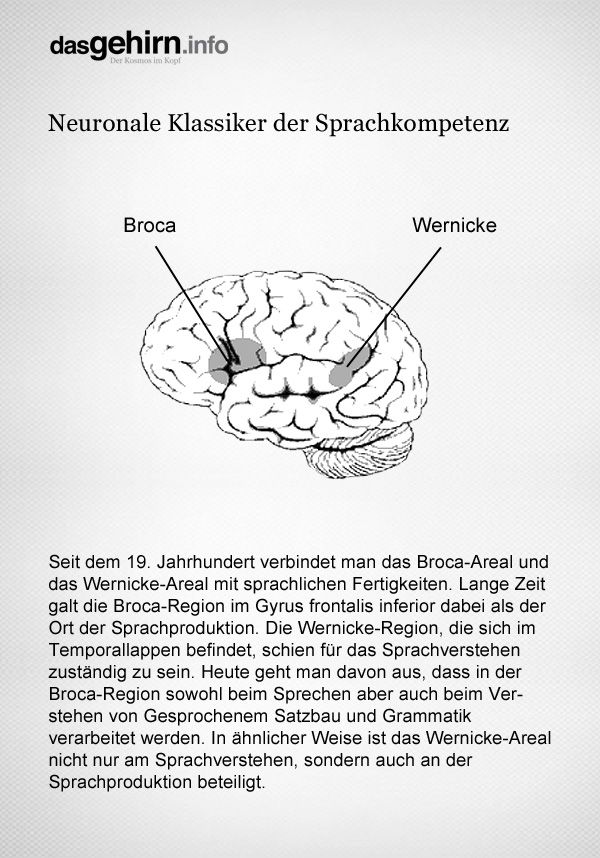 Sprachverarbeitung: Broca-Areal und das Wernicke-Areal