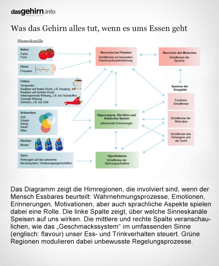 Verarbeitung von Reizen beim Essen