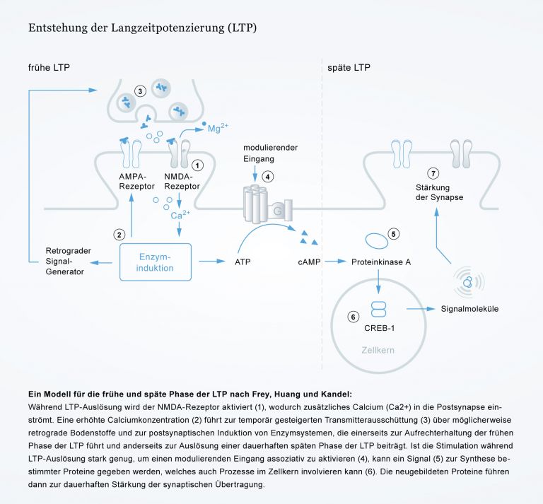 Mechanismus der Langzeitpotenzierung und Neuroplastizität
