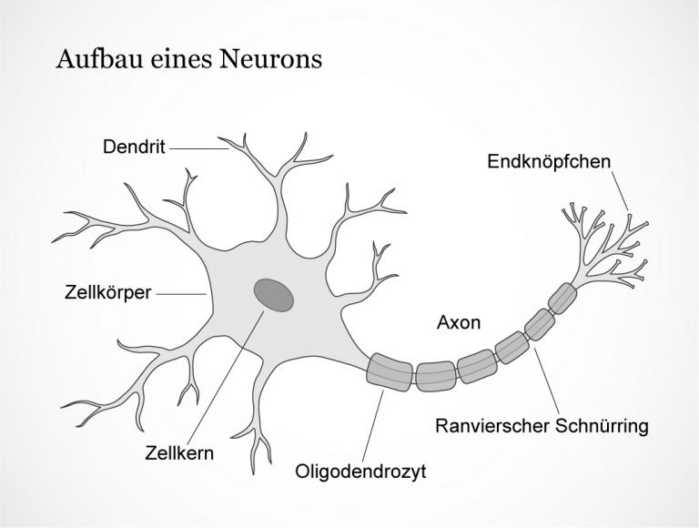 Aufbau eines Neurons