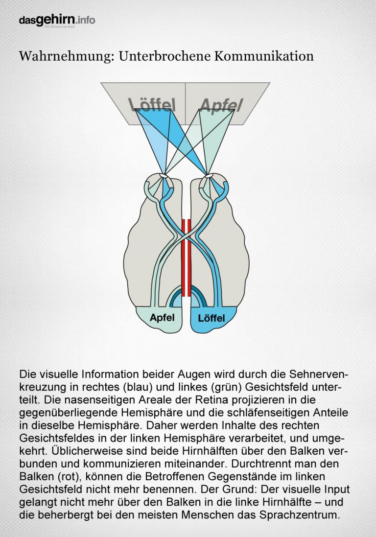 Überkreuzte Verarbeitung von visuellen Informationen in den Hemisphären