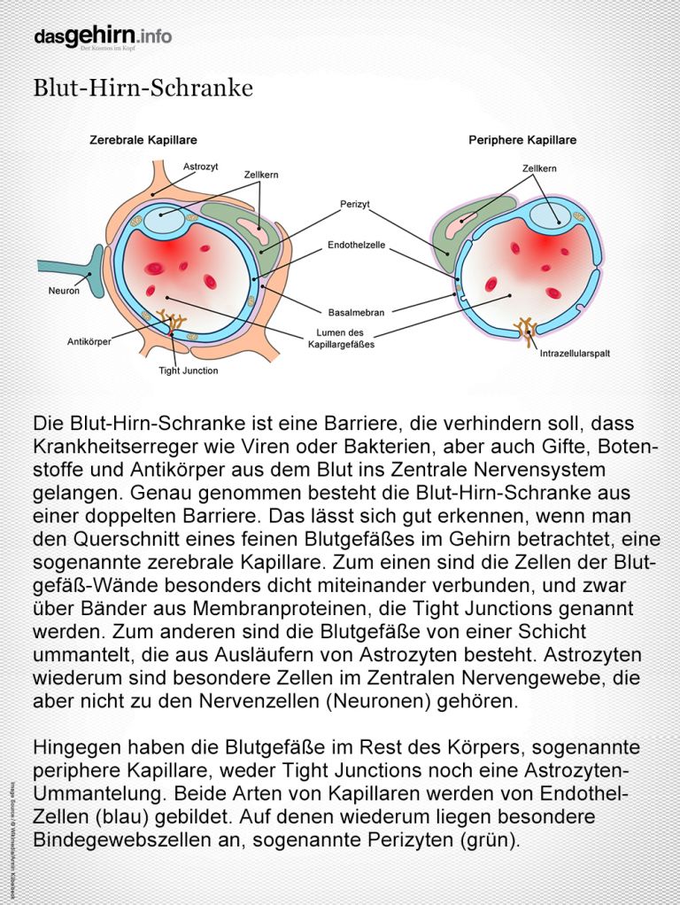 Blut-Hirn-Schranke: Doppelte Barriere