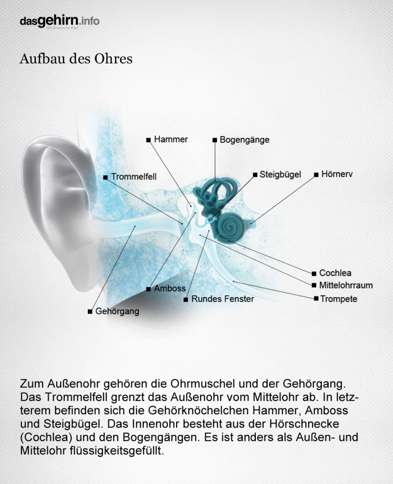 Mediathek Bild Hören Aufbau des Ohres