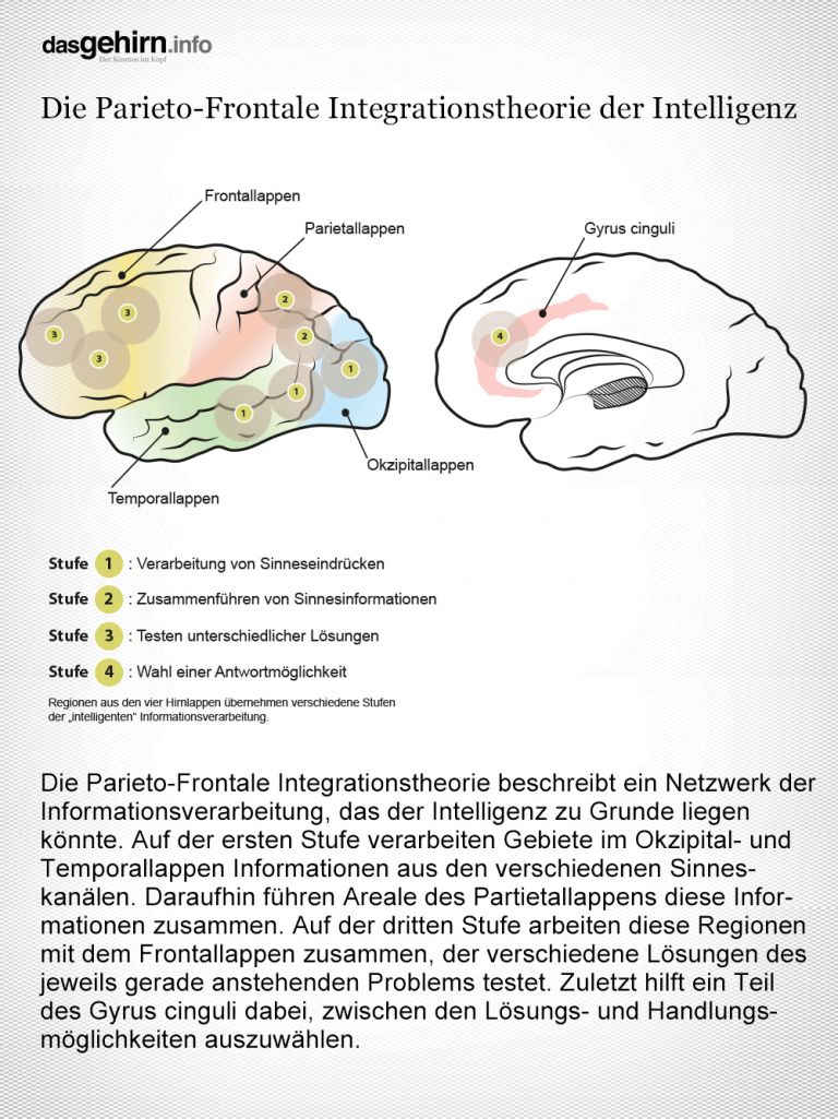Anatomie der Intelligenz