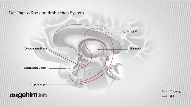 Der Papez-Kreis im limbischen System