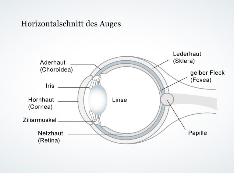 Aufbau des visuellen Systems