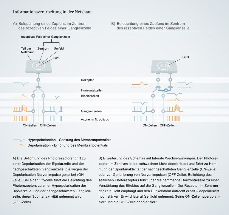 Informationsverarbeitung des Auges