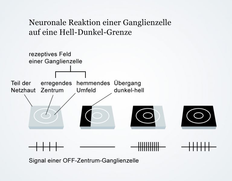 Sehen von Hell-Dunkel-Grenzen mittels Ganglienzellen
