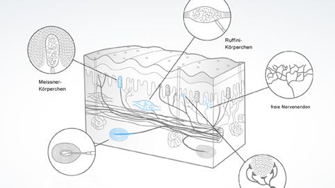 Mechanorezeptoren der Haut