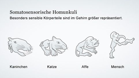 Starke Repräsentation wichtiger Körperregionen im somatosensorischen Cortex