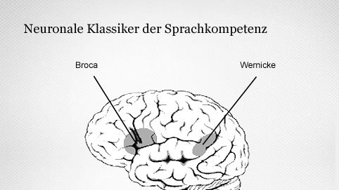 Sprachverarbeitung: Broca-​Areal und das Wernicke-​Areal 