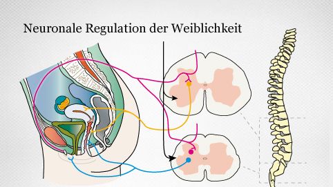 neuronale Vernetzung des weiblichen Geschlechtsorgans