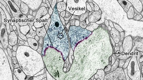 Aufbau einer Synapse