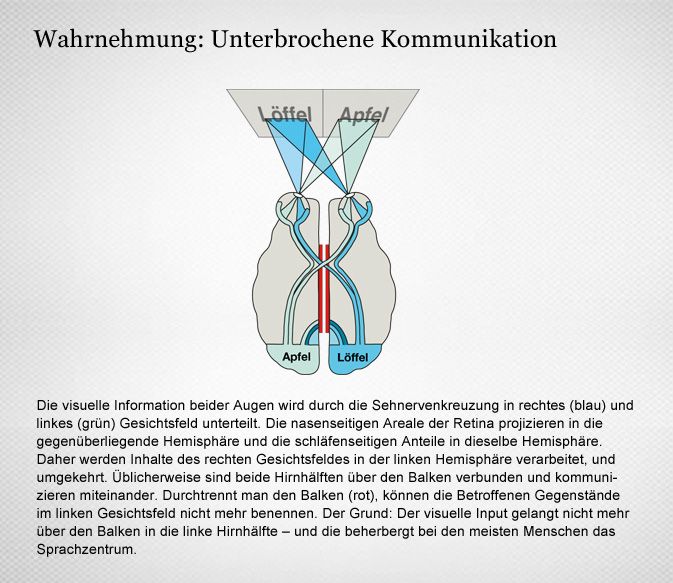 Überkreuzte Verarbeitung von visuellen Informationen in den Hemisphären 