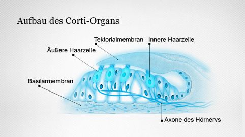 Aufbau des Corti-Organs