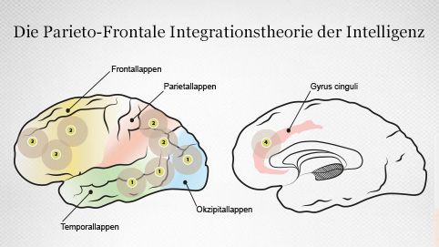 Anatomie der Intelligenz